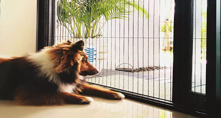 Sliding Screen Pet Door Repair in Golden Gate, FL