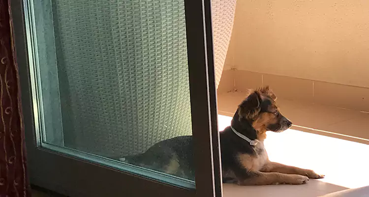 French Door Pet Screen Repair in Golden Gate, FL